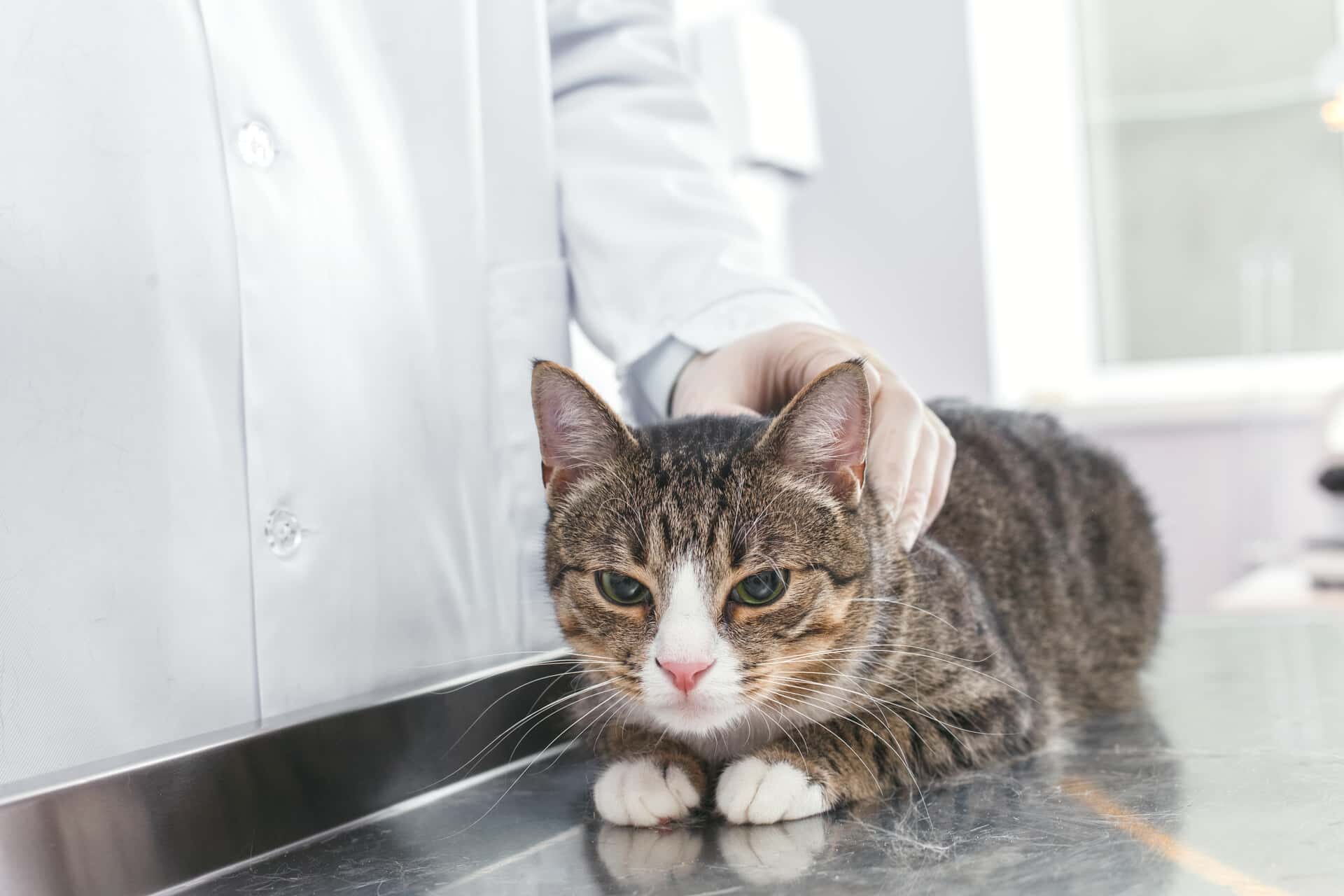 Кошка в руках ветеринарного врача